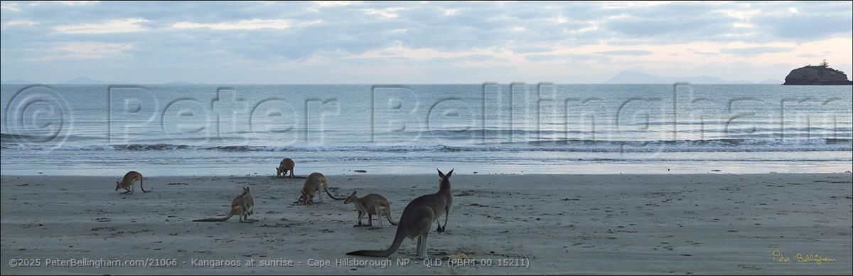 Peter Bellingham Photography Kangaroos at sunrise - Cape Hillsborough NP - QLD (PBH4 00 15211)